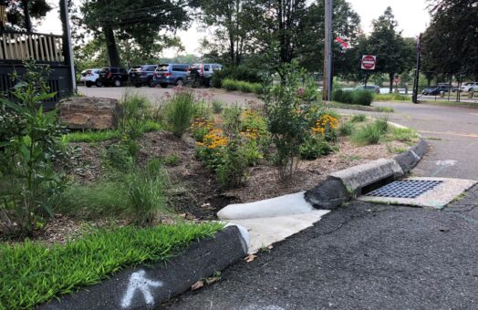 At the Beardsley Park Zoo in Bridgeport, CT stormwater travels through the curb cut into the vegetation of this rain garden for treatment instead of directly entering the storm drain.