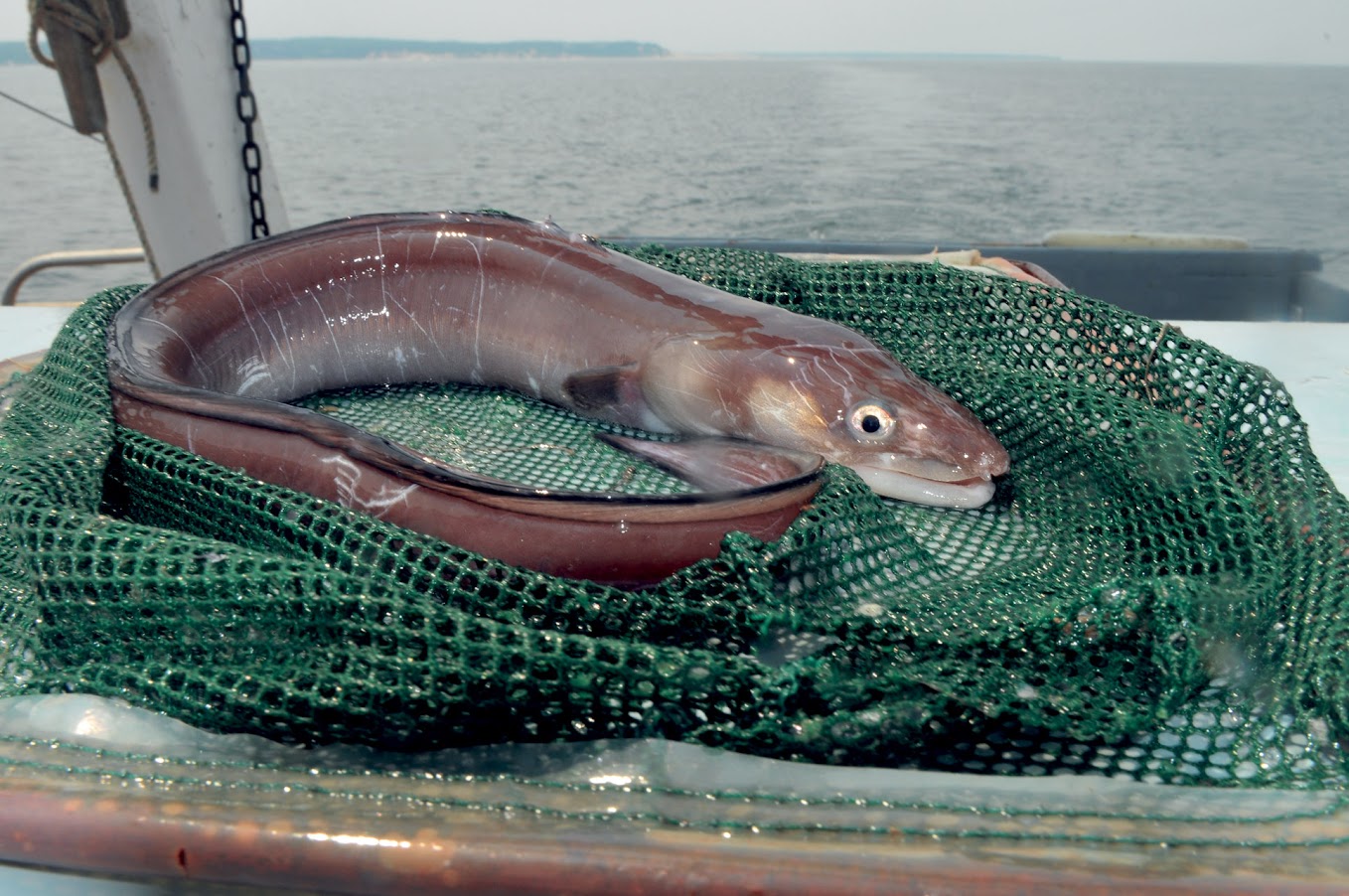 An American eel collected during a trawl survey on Long Island Sound. The dam removal will allow young eels to find new habitat on the Pequabuck River to live and grow before they return to their spawning habitat in the Sargasso Sea. CT DEEP photo