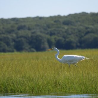A great egret walking on Spartina alterniflora at the water's edge in Bluff Point State Park, Groton, CT. Photo by Nancy Balcolm/CT Sea Grant