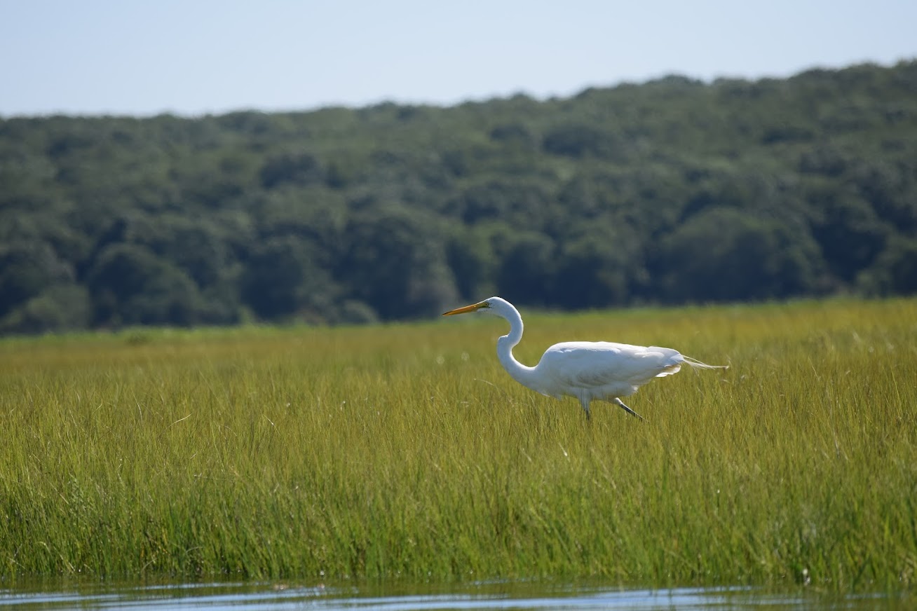 A great egret walking on Spartina alterniflora at the water's edge in Bluff Point State Park, Groton, CT. Photo by Nancy Balcolm/CT Sea Grant. 