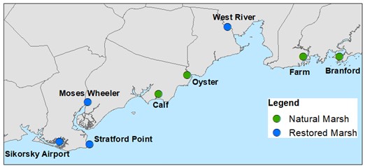 A map showing the coastal sites where Crosby is conducting research. The green dots represent natural marsh sites and the blue dots represent restored marsh sites.
