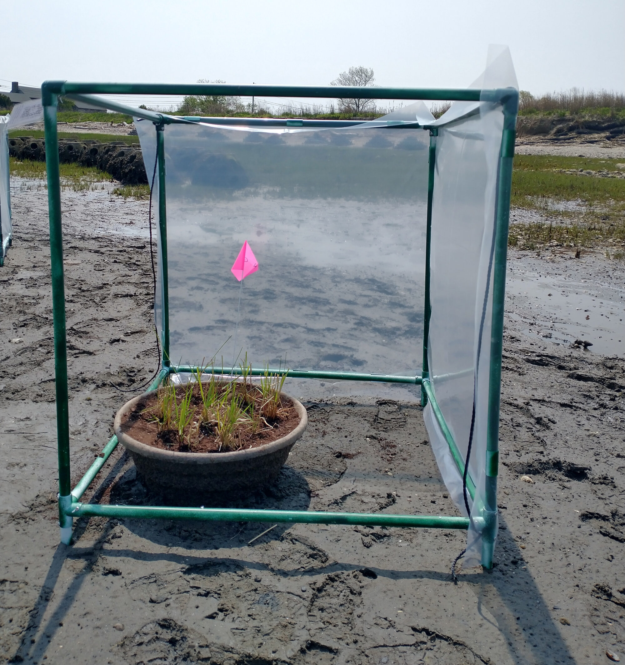 A northern-sourced Spartina alterniflora in the low marsh at Stratford Point right after planting. The photo was taken at low tide; the potted plant is fully submerged at high tide. Photo by LaTina Steele.