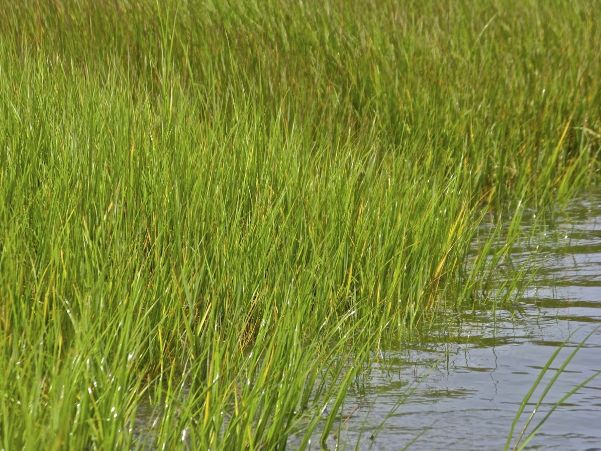 Spartina alterniflora at the Great Island Marsh in Old Lyme, CT. The photo is by Judy Preston