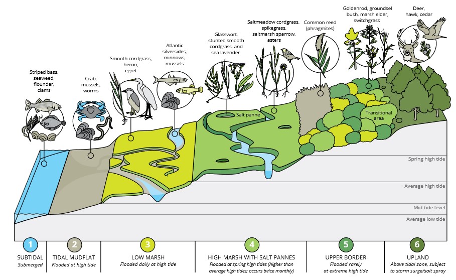 an illustration of a tidal wetlands ecoystem, including subtidal, mudflats, low marsh, high marsh, upper border, and uplands
