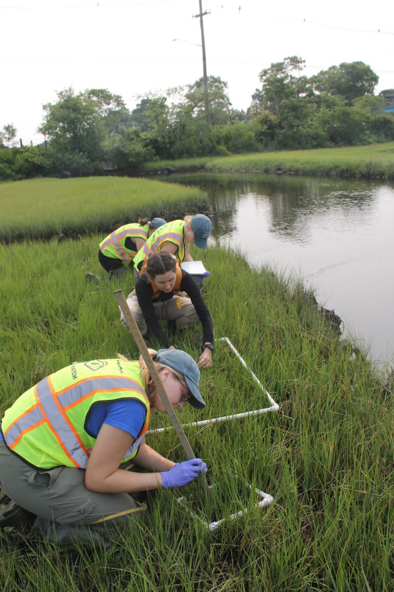 Researchers measure vegetation on a Long Island Sound salt marsh. Photo courtesy of CT Sea Grant.