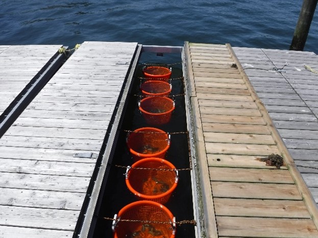 Figure 3. Wild ribbed mussels were collected at Huntington Harbor and placed in grow socks on floating docks at Goldstar Battalion Beach and Northport Harbor. Photo courtesy of Johanna Mazer.