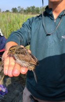 Photo: Salt marsh sparrow and PhD Candidate Frank Gigliotti  at the hummocks (Photo Credit Olivia Lemieux)
