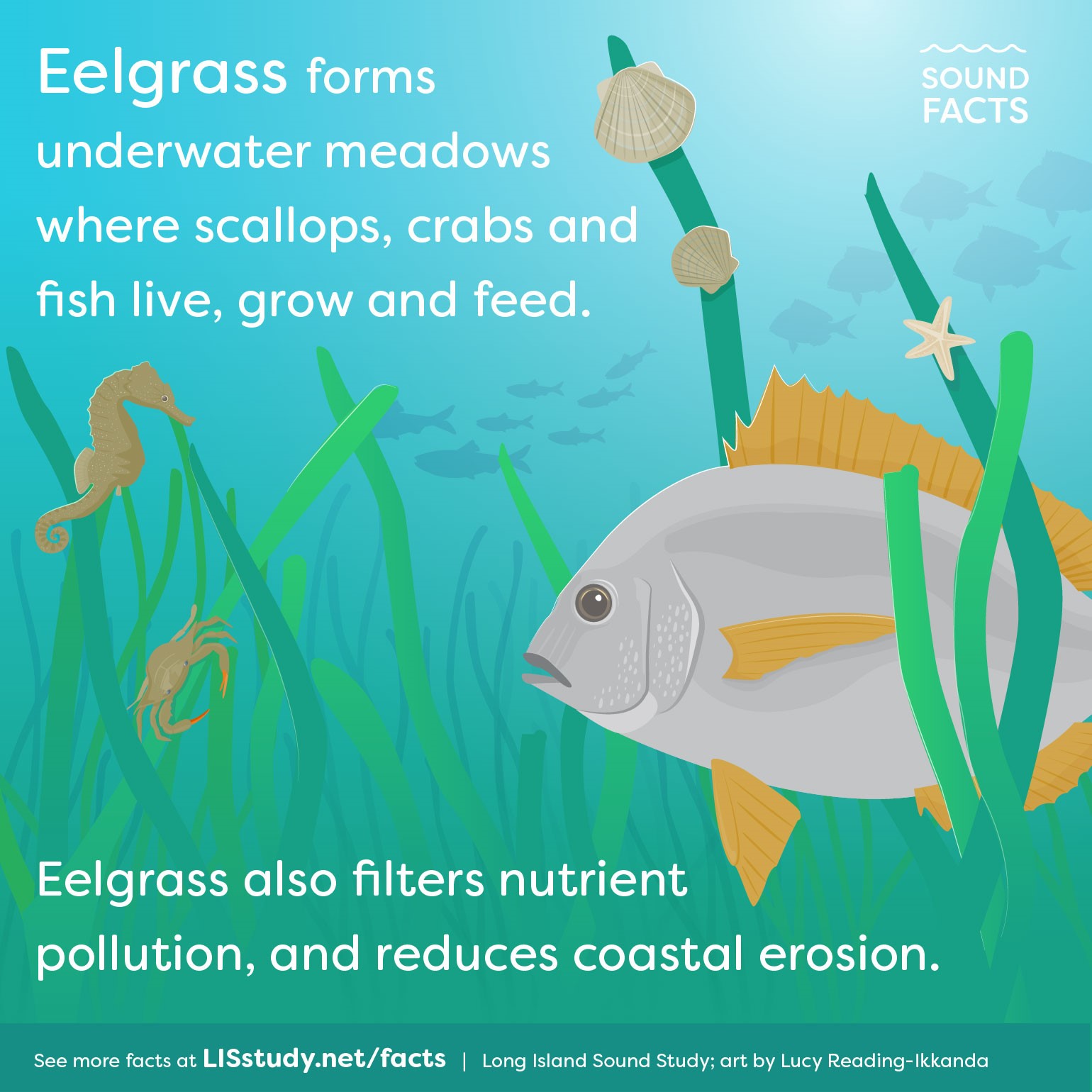 eelgrass Sound Fact graphic. It says that eelgrass forms underwater underwater meadows where scallops, crabs, and fish live, grow and feed. graphic by Lucy Reading-Ikkanda