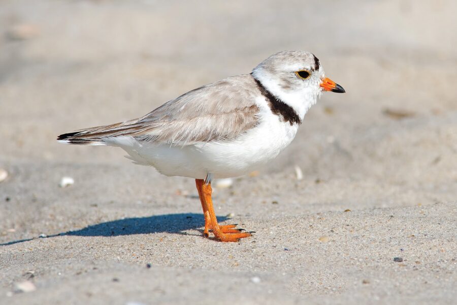 A young piping plover stands on the beach.