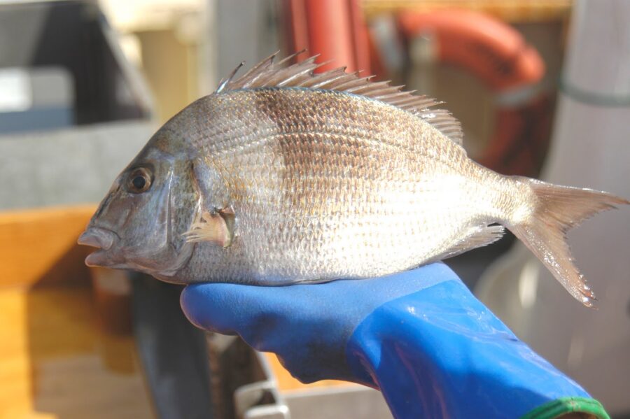 A gloved researcher holds a scup fish. 