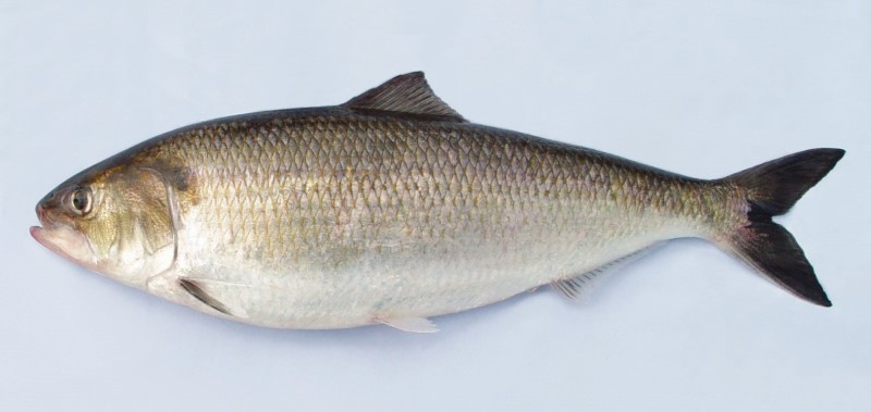 An American shad fish against a light blue background.
