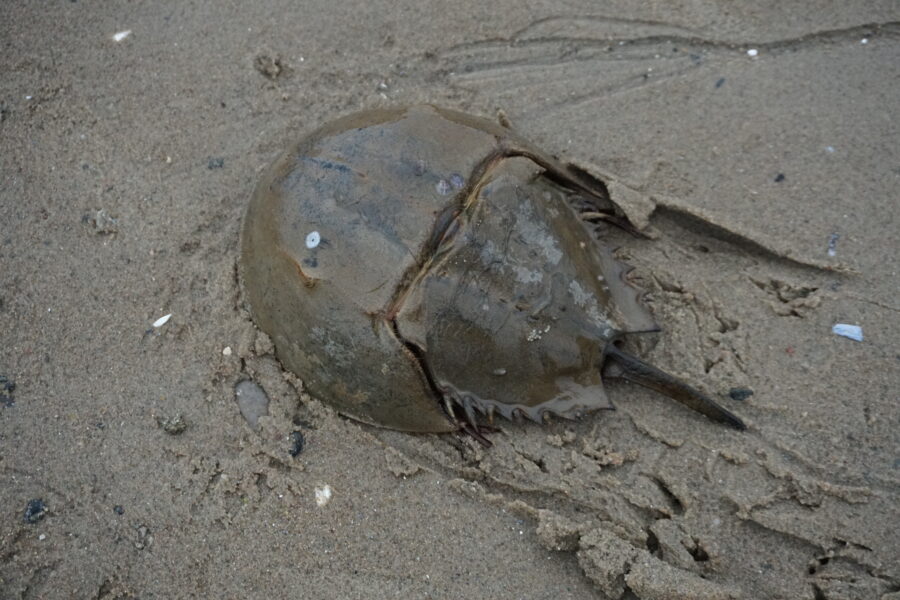 A horseshoe crab burrowed in the sand.