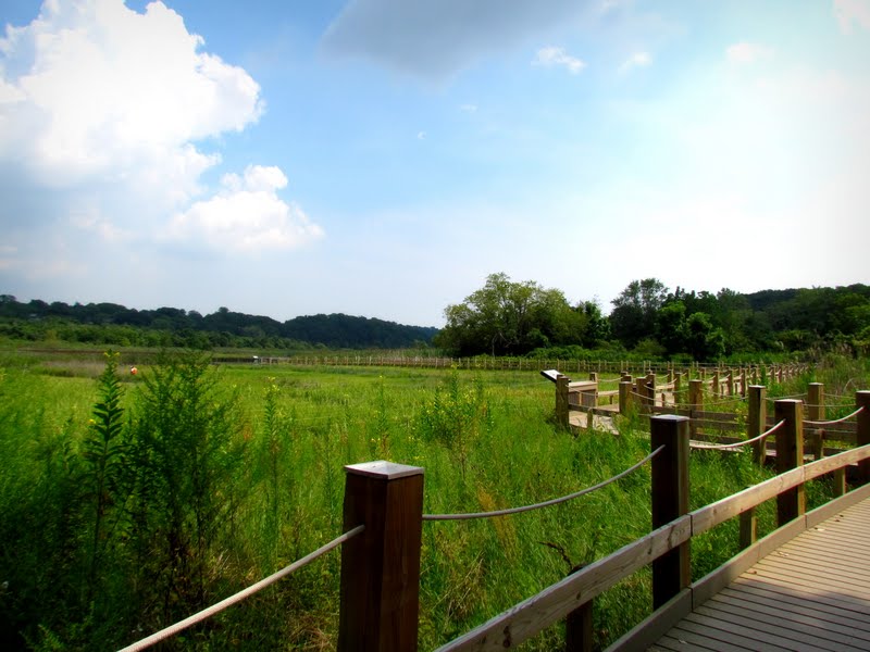 A restored tidal wetland area with lush green plants and a brown bridge.