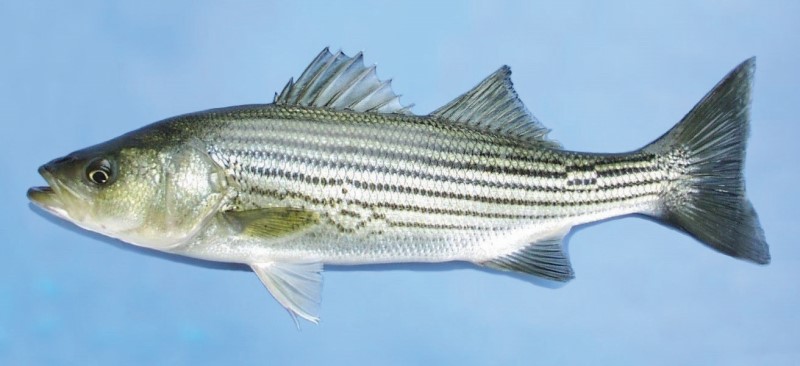 An Atlantic striped bass against a blue background.