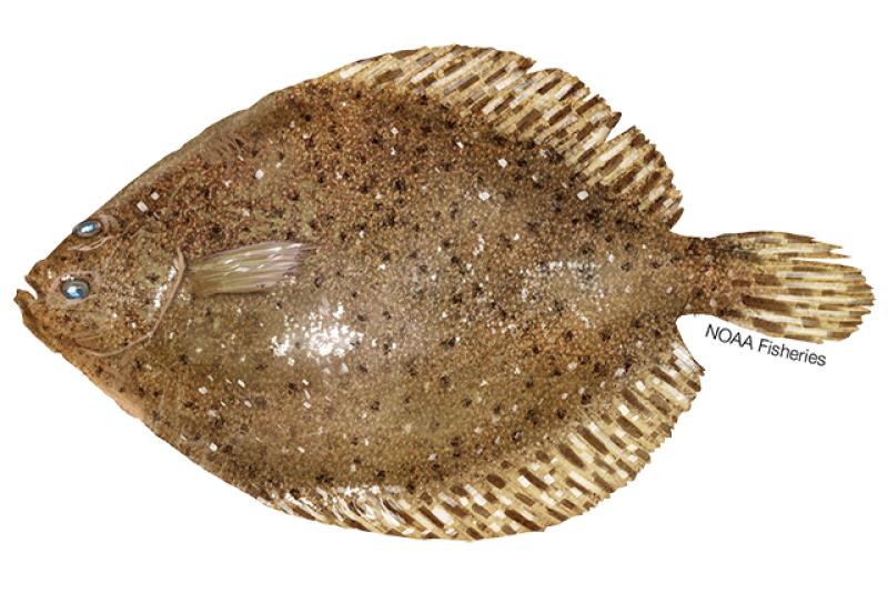 A summer flounder against a white background.
