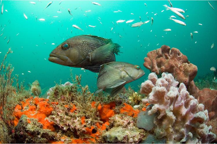 Black Sea Bass underwater with corals.