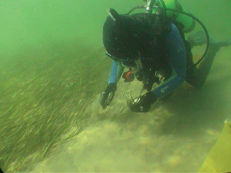 A diver in a blue suite plants eelgrass in an underwater meadow.