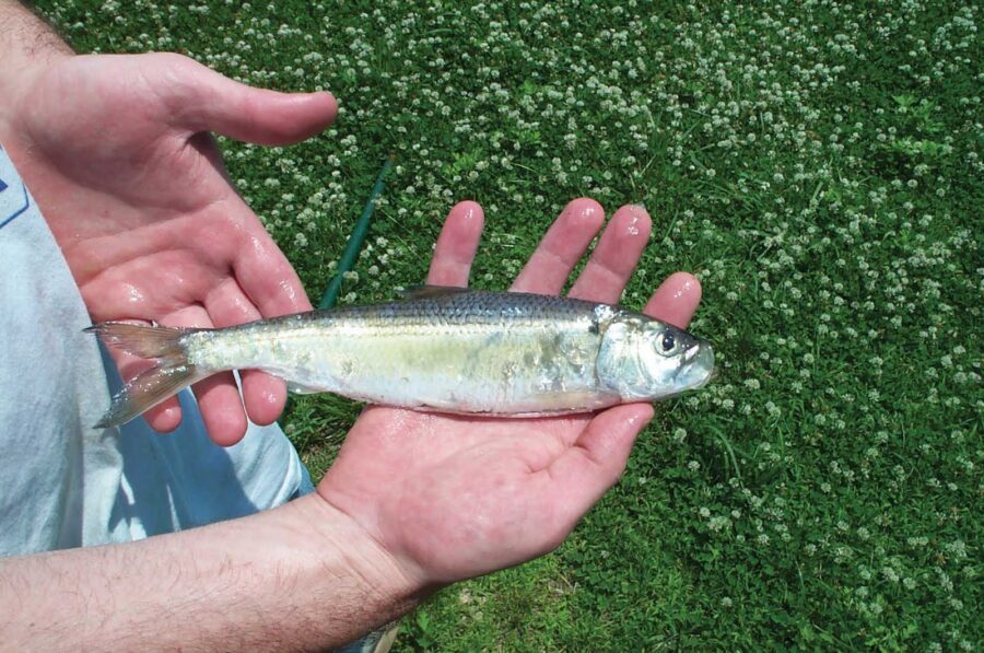 A Caucasian person holds a blueback herring. 