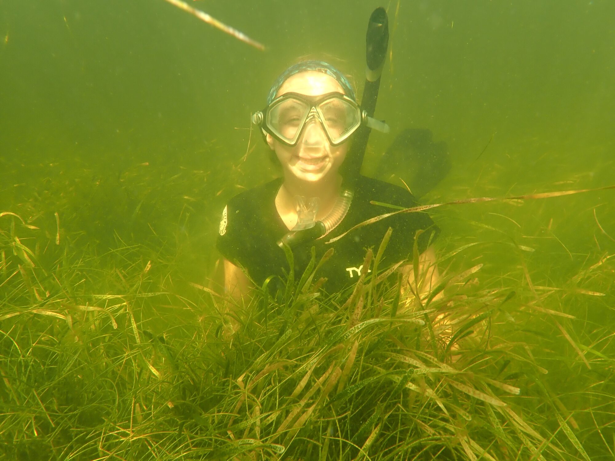 Cayla Sullivan underwater in an eelgrass meadow. 