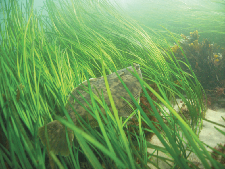 A winter flounder swimming amidst a body of seagrass on southwest side of Fishers Island.