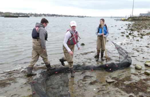 The scientists dressed in waders pull a seining net onto the shore.