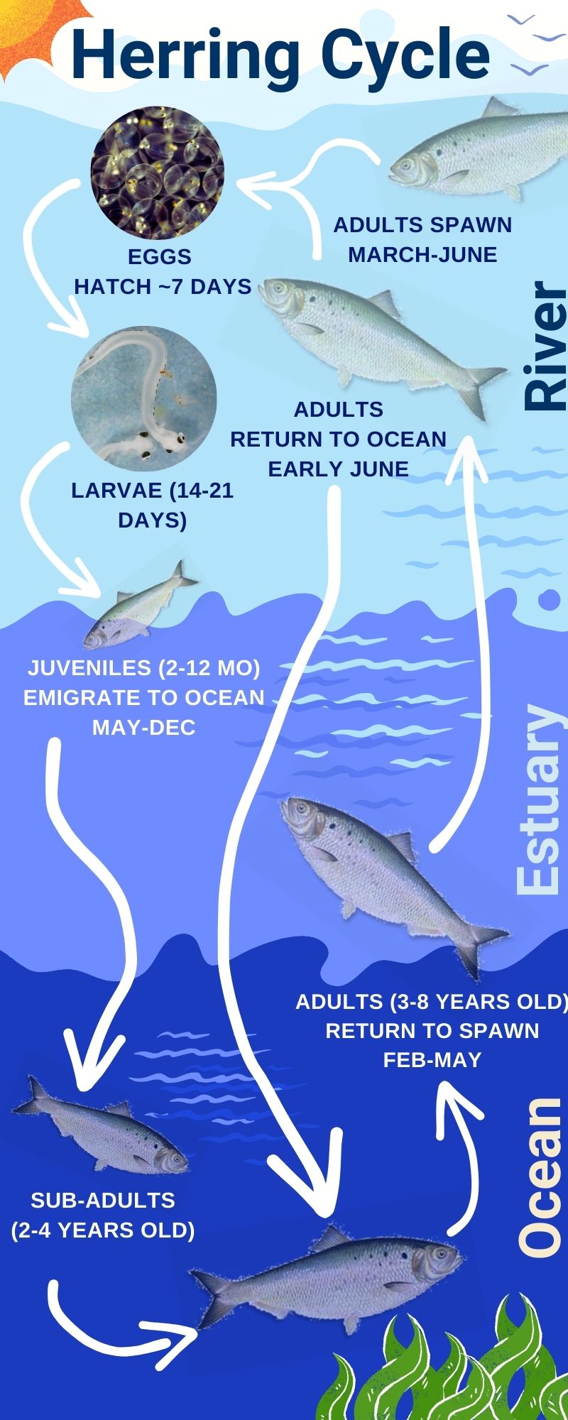 A graphic explaining the herring fish cycle, starting as eggs and developing into adult spawn. The life cycle takes place from river to estuary to ocean and back again.