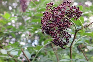 A close up of an elderberry bush with small dark purple berries and green leaves.