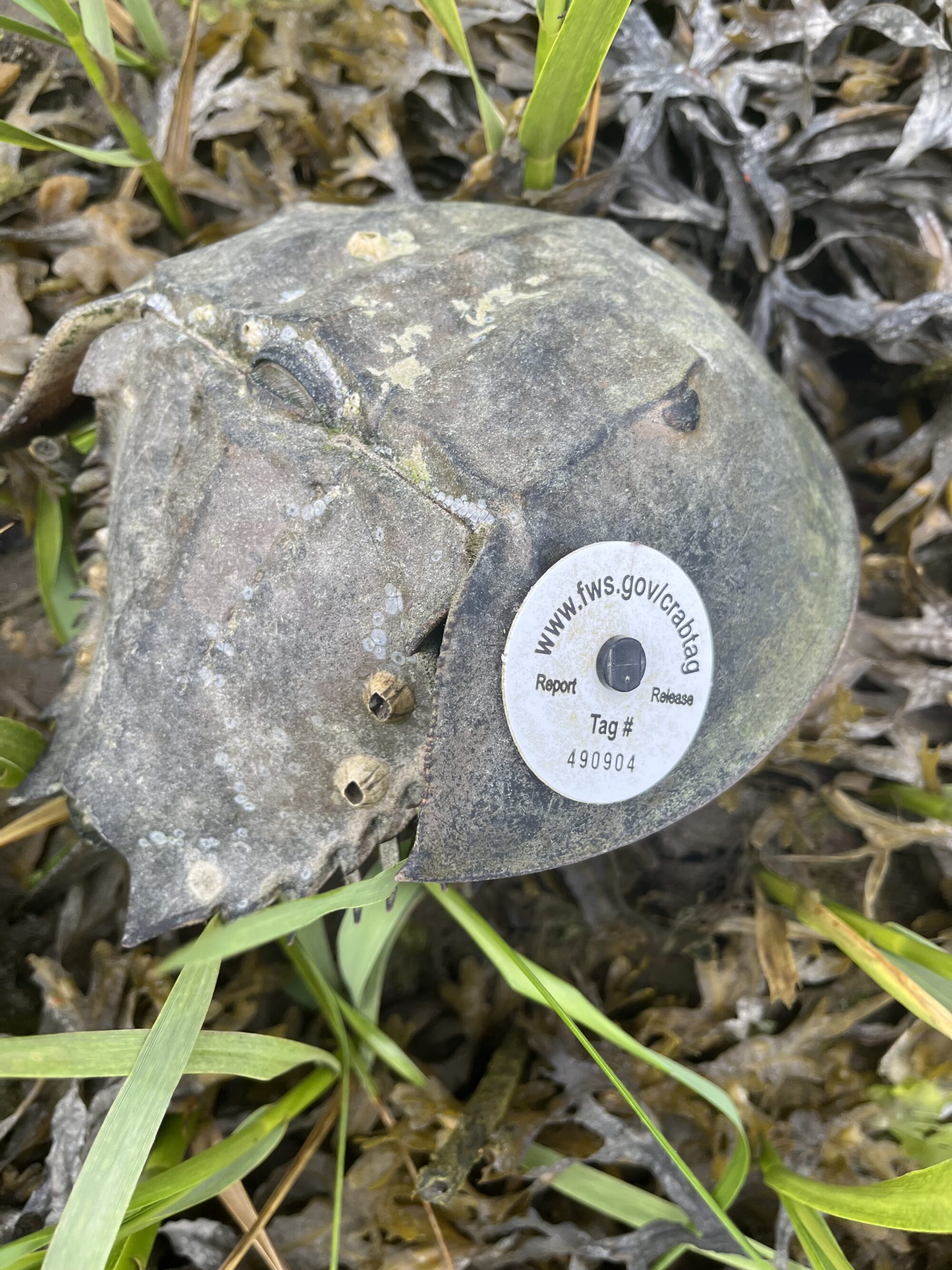 An American horseshoe crab tagged with a white circular button that includes a Fish and Wildlife Service url. 