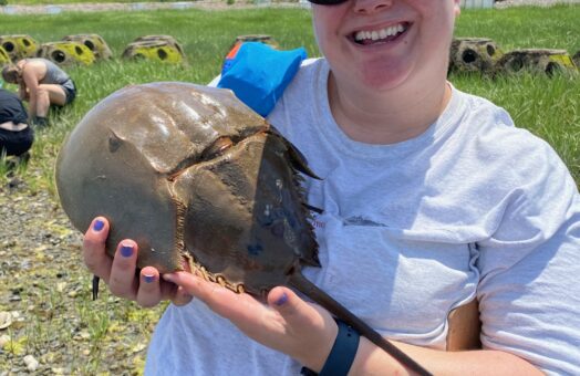 image for Celebrating the American Horseshoe Crab:  Long Island Sound’s Living Fossil
