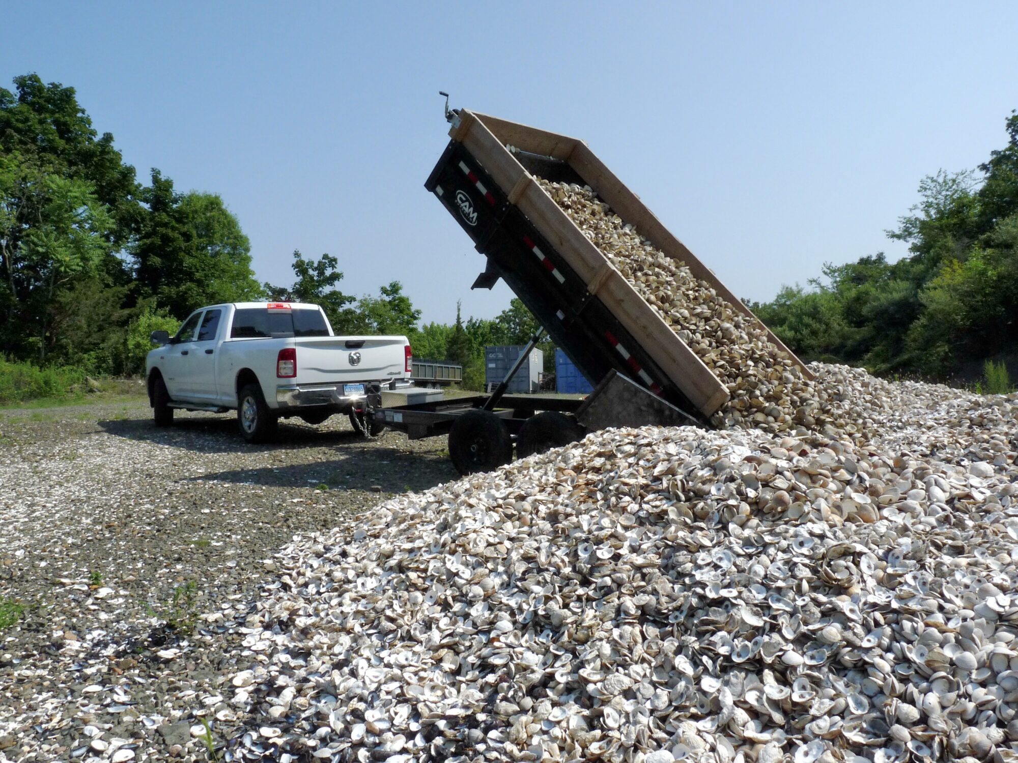 Shells from restaurants being brought to the curing site. Photo by Maya Ray