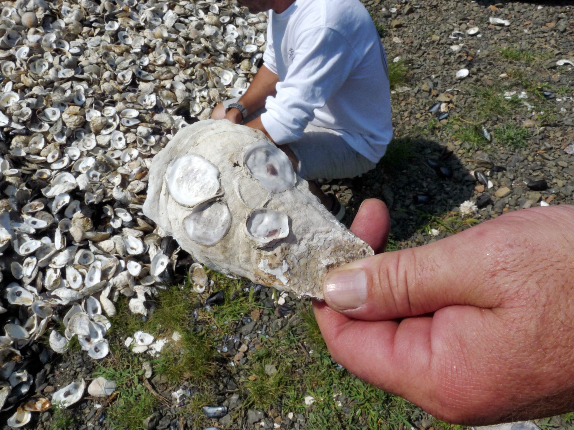 Spats on a mature oyster shell. Photo by Maya Ray