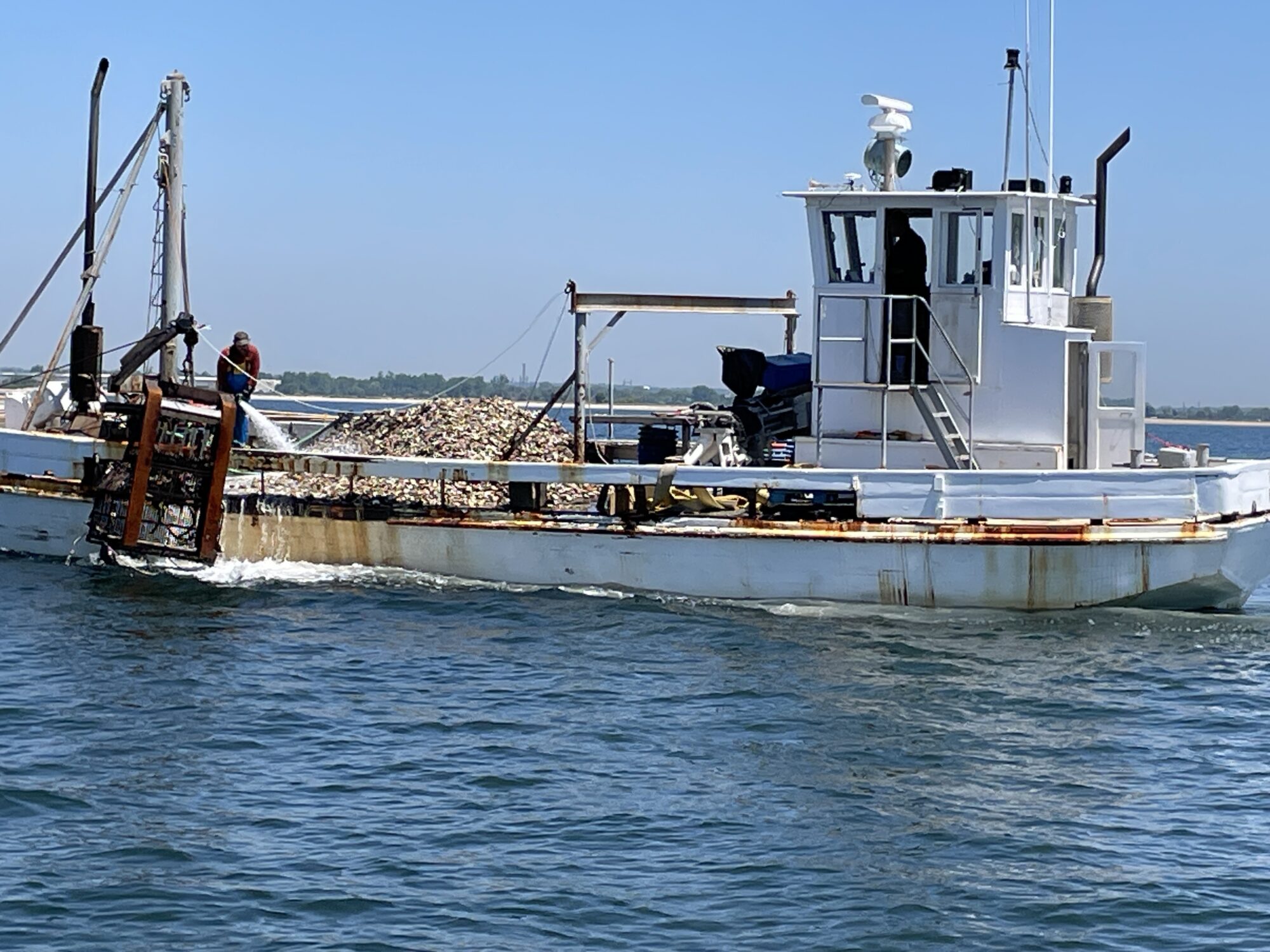 Cured shells being "planted" in the Sound. Photo by Tim Macklin