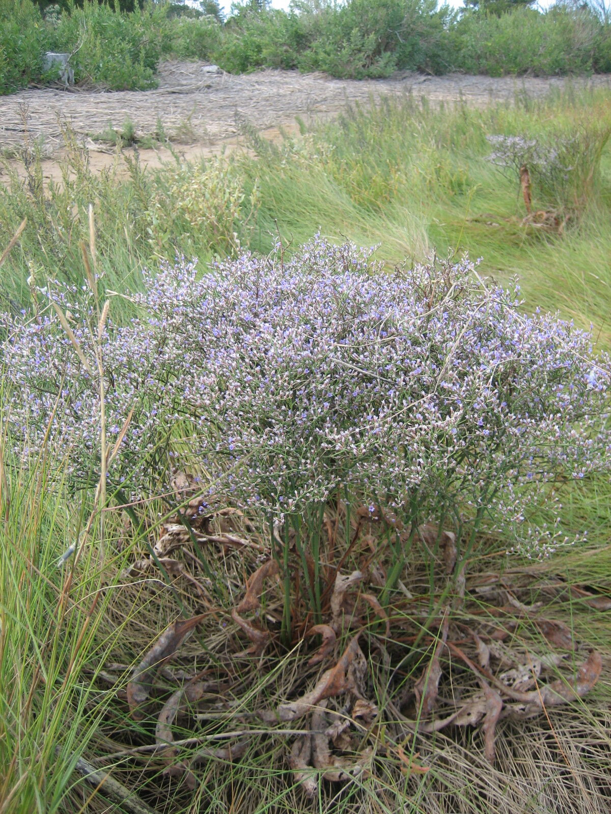 Sea Lavender, located in Old Field, NY in Flax Pond.