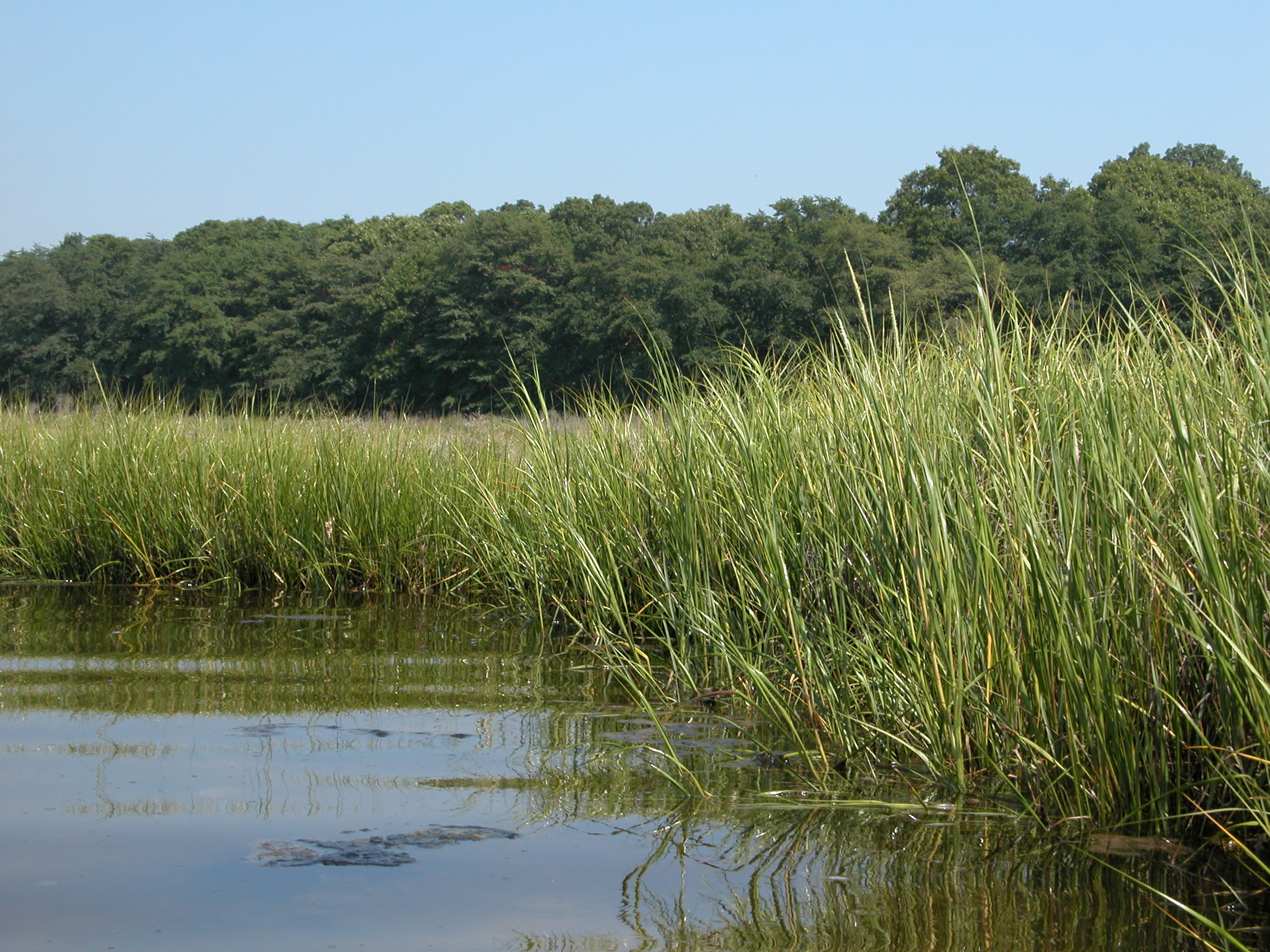 Marsh grass