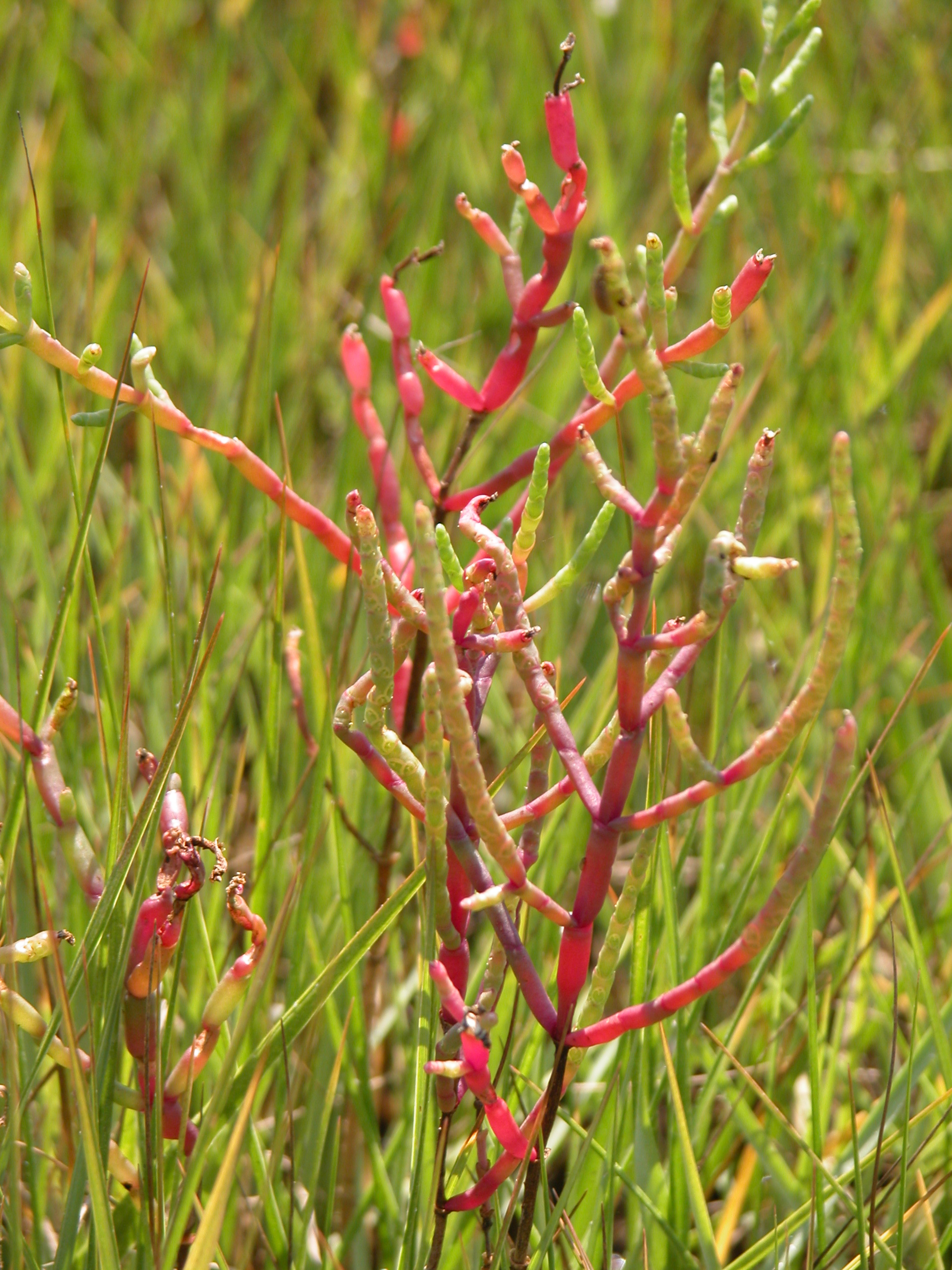 A pink and green plant