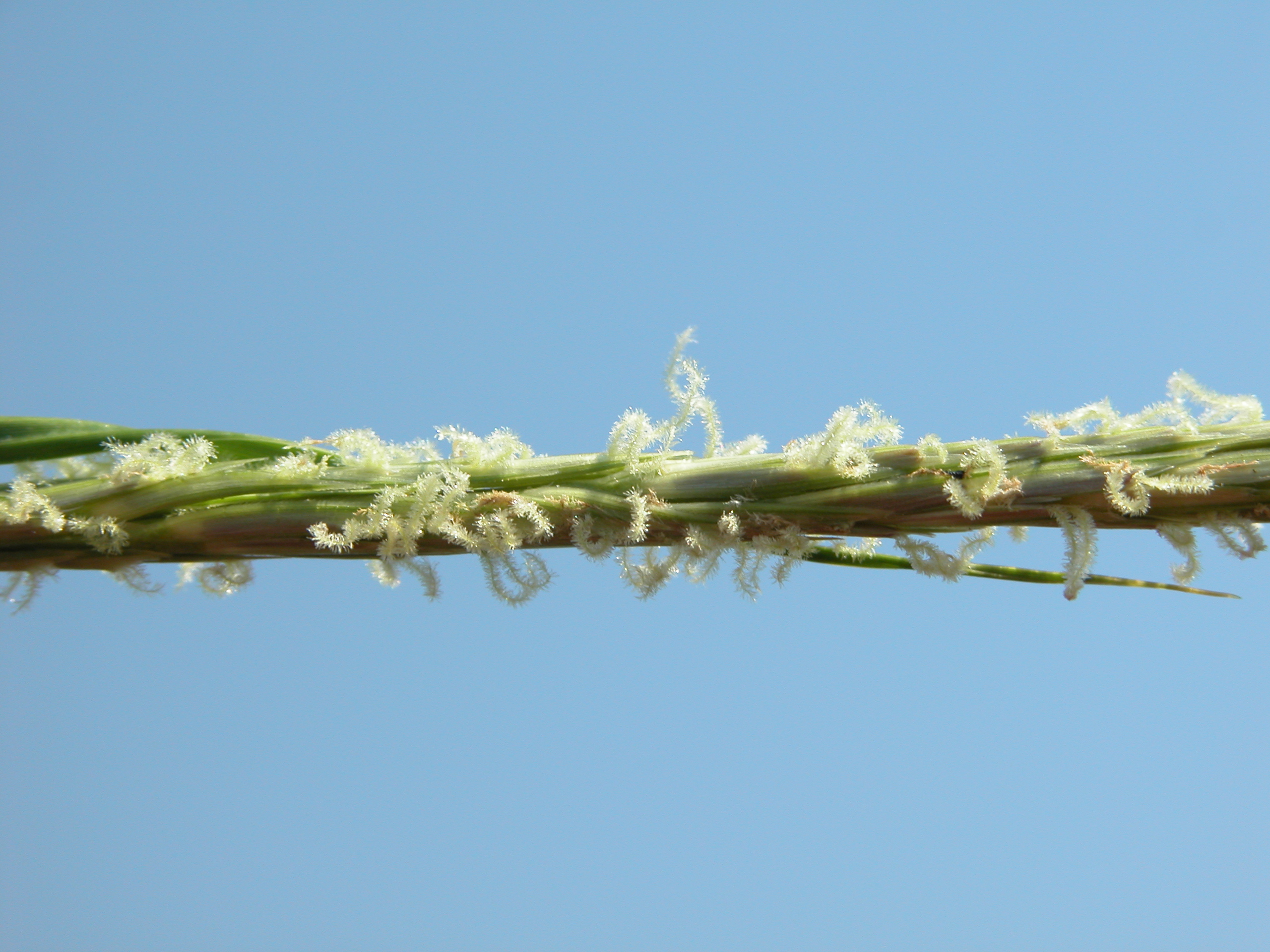 Cordgrass