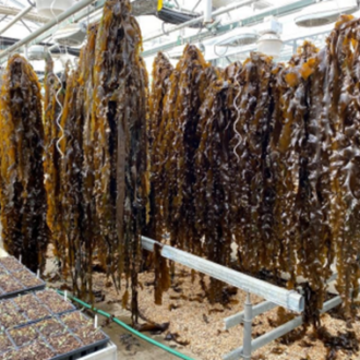 Strands of brown seaweed hang to dry in a greenhouse.