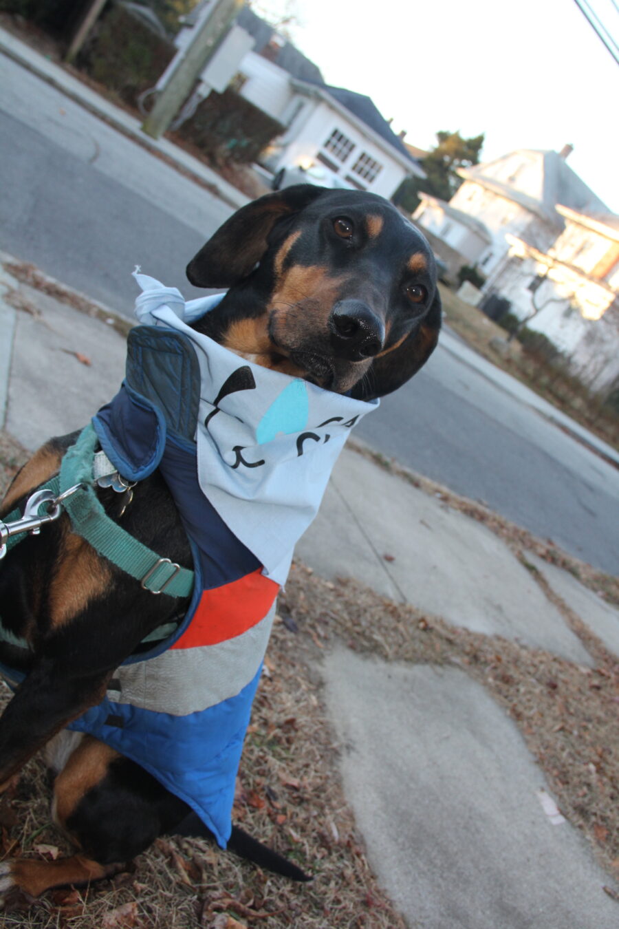 A dog in a bandana. 