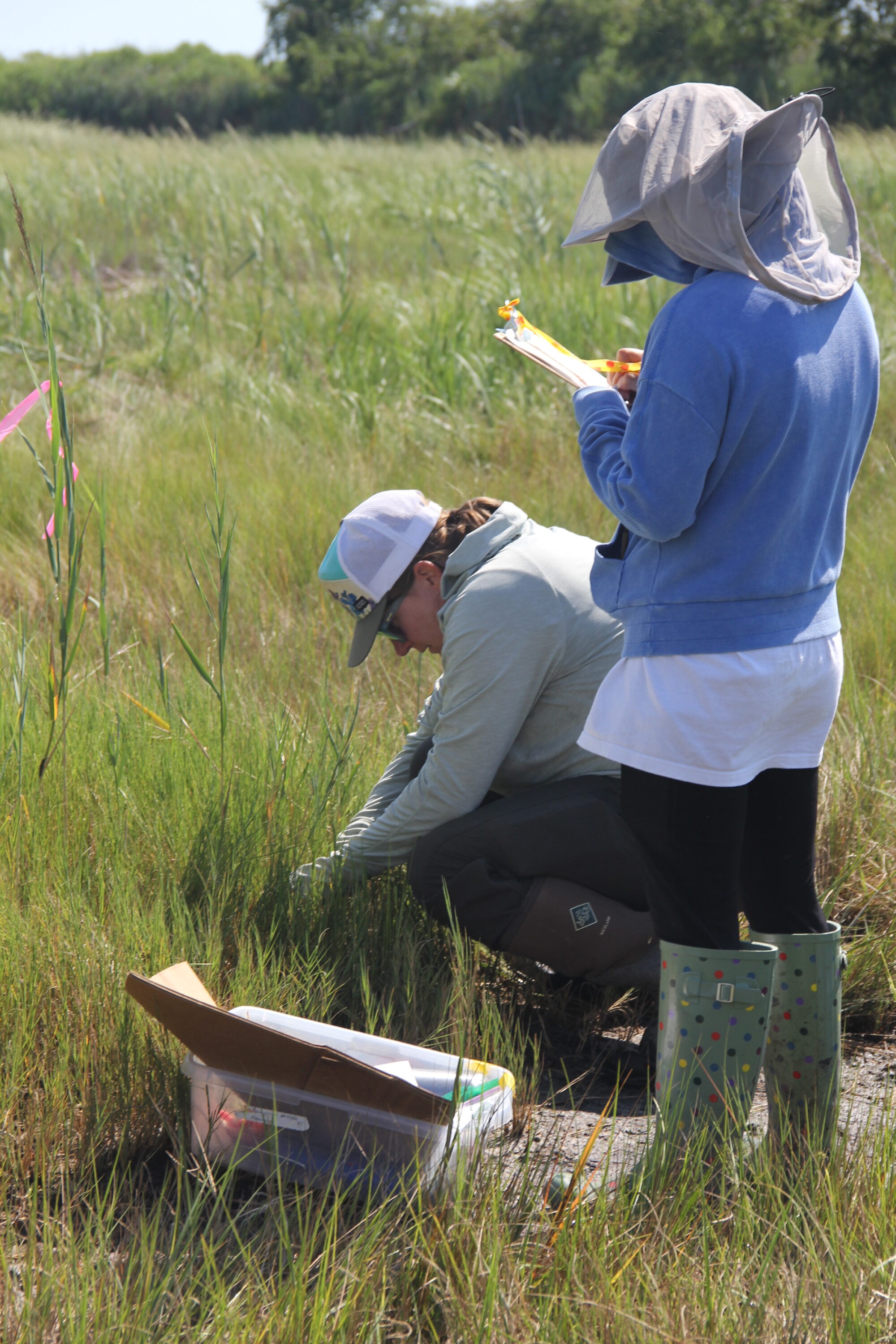 UConn researcher Beth Lawrence, right, collects data in Great Meadows Marsh in Stratford, CT, for an earlier project. Photo: Judy Benson / Connecticut Sea Grant