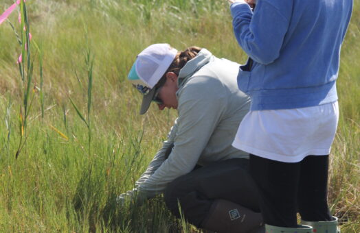 image for Major Investment of Research Funding to Focus on Key Aspects of Long Island Sound Ecosystem