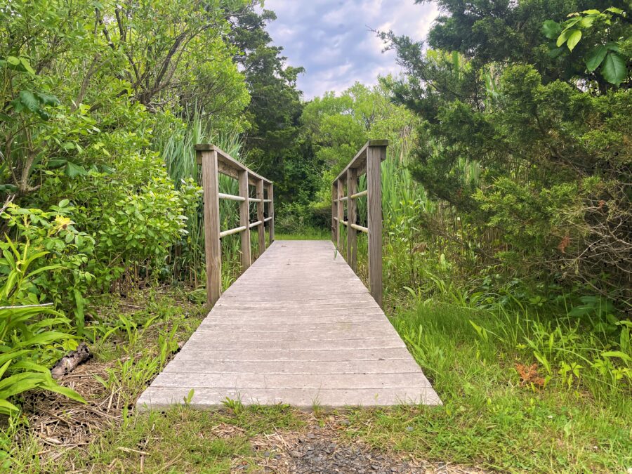 Bridge at nature preserve